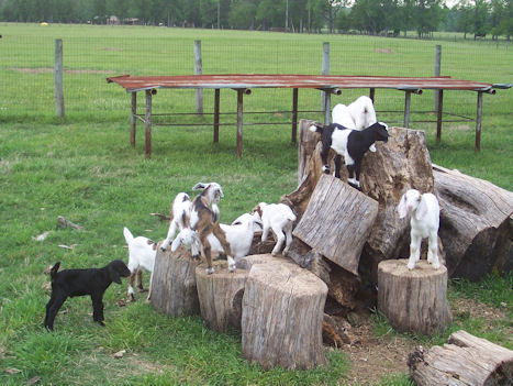 2009 nubian goats